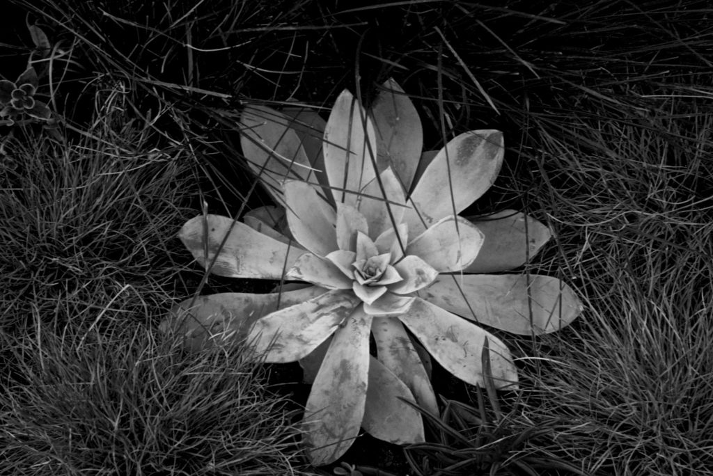 Still life, succulent and grass