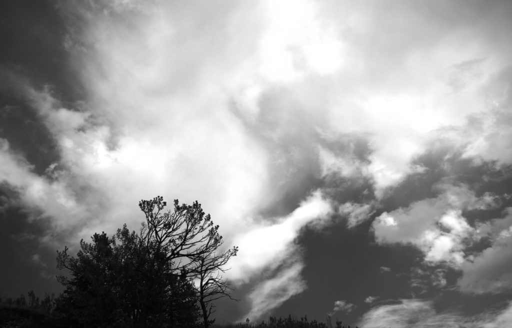 tree silhouetted agains sky and clouds